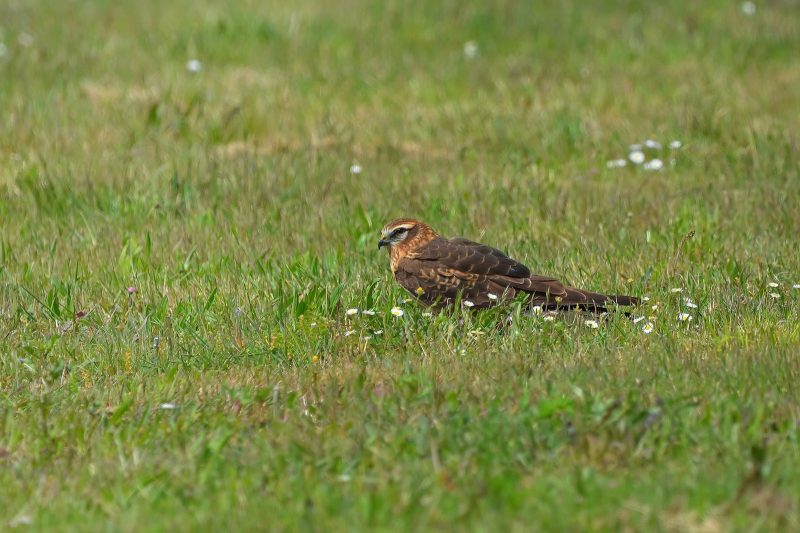 Busard cendré femelle dans la Vienne